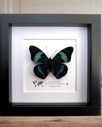 Framed queen flasher butterfly, panacea regina male, 6"x6" entomology wall decor