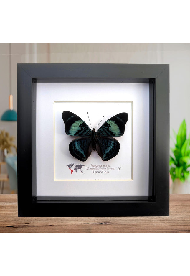 Framed queen flasher butterfly, panacea regina male, 6"x6" entomology wall decor