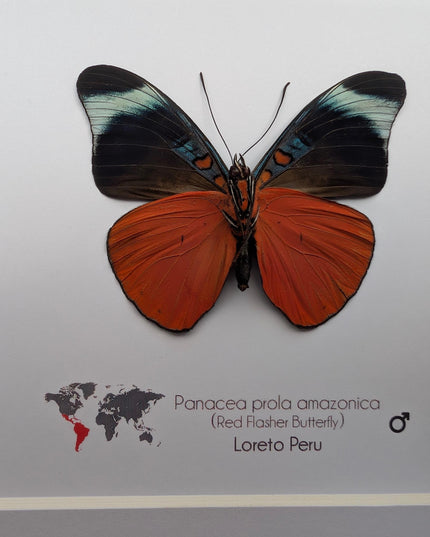 Framed red flasher butterfly - panacea prola amazonica - entomology wall decor (6x6)