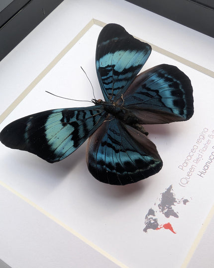Framed queen flasher butterfly, panacea regina male, 6"x6" entomology wall decor