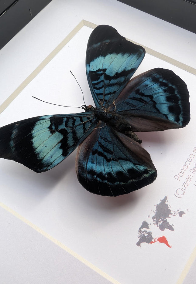 Framed queen flasher butterfly, panacea regina male, 6"x6" entomology wall decor