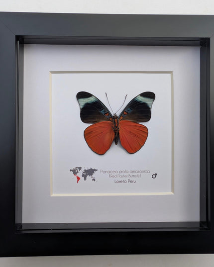Framed red flasher butterfly - panacea prola amazonica - entomology wall decor (6x6)