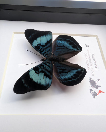 Framed queen flasher butterfly, panacea regina male, 6"x6" entomology wall decor