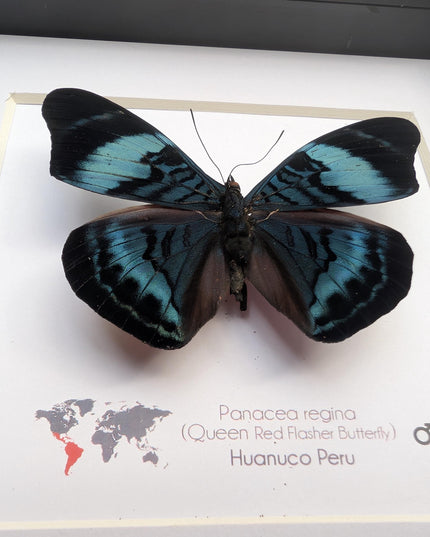 Framed queen flasher butterfly, panacea regina male, 6"x6" entomology wall decor