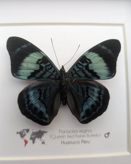 Framed queen flasher butterfly, panacea regina male, 6"x6" entomology wall decor