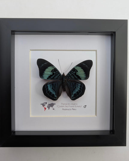 Framed queen flasher butterfly, panacea regina male, 6"x6" entomology wall decor