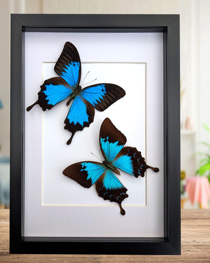 Framed ulysses swallowtail pair, blue butterfly taxidermy, entomology gift, a4 frame