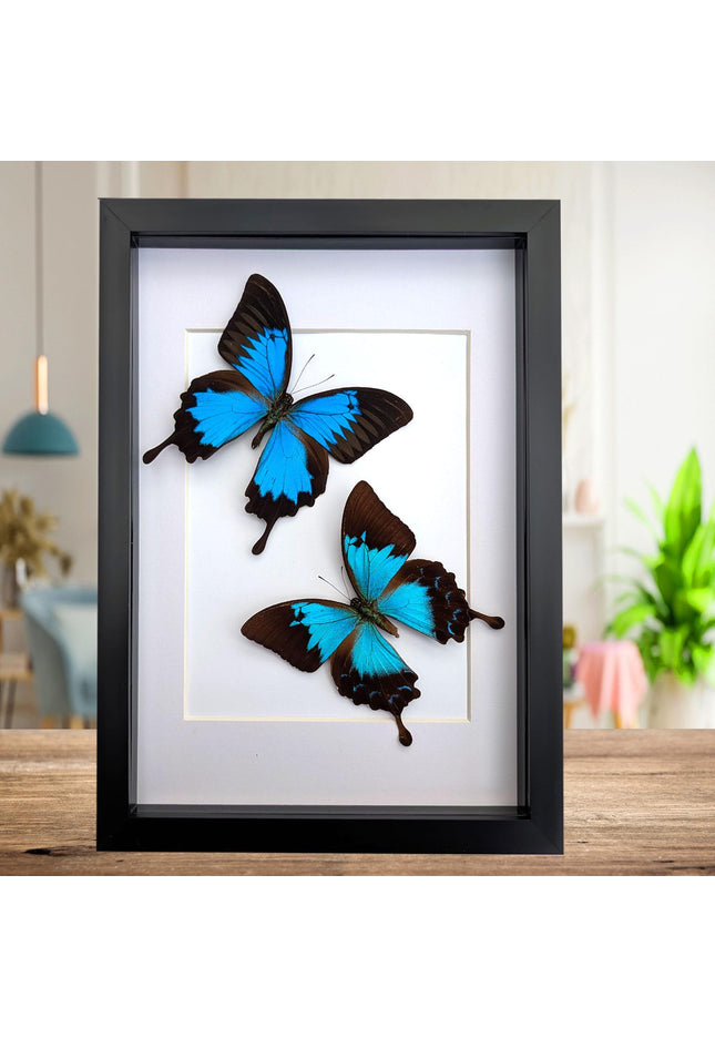 Framed ulysses swallowtail pair, blue butterfly taxidermy, entomology gift, a4 frame