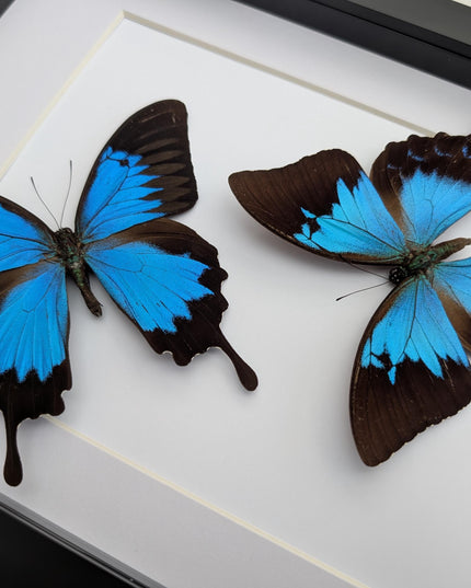 Framed ulysses swallowtail pair, blue butterfly taxidermy, entomology gift, a4 frame