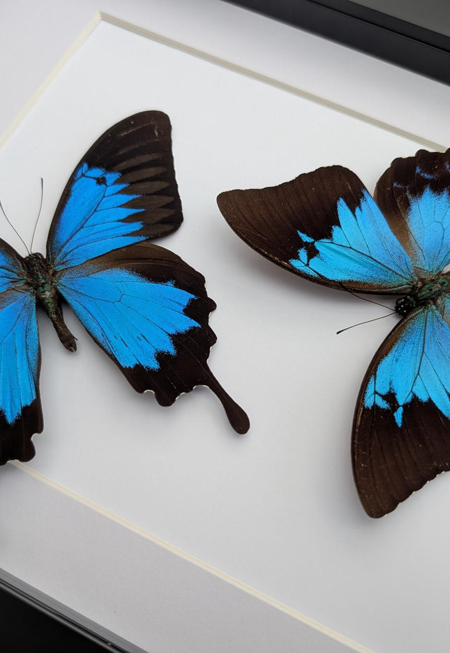 Framed ulysses swallowtail pair, blue butterfly taxidermy, entomology gift, a4 frame