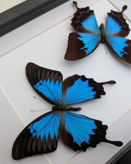 Framed ulysses swallowtail pair, blue butterfly taxidermy, entomology gift, a4 frame