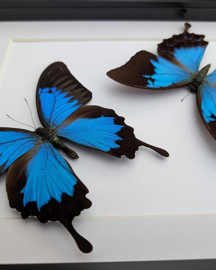 Framed ulysses swallowtail pair, blue butterfly taxidermy, entomology gift, a4 frame