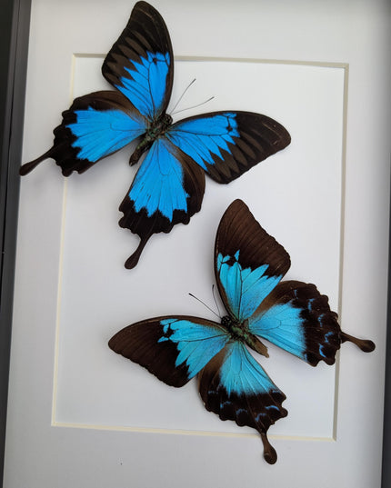 Framed ulysses swallowtail pair, blue butterfly taxidermy, entomology gift, a4 frame