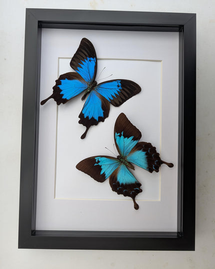 Framed ulysses swallowtail pair, blue butterfly taxidermy, entomology gift, a4 frame