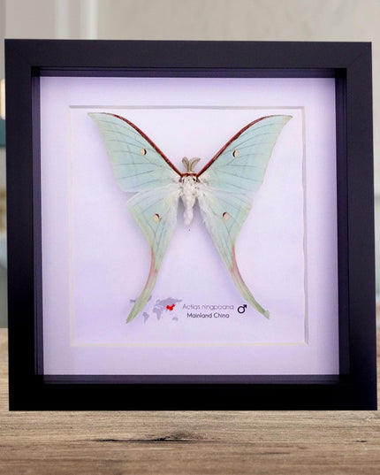 Framed chinese moon moth taxidermy: green opalescent long-tailed butterfly (8" x 8")