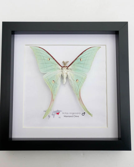 Framed chinese moon moth taxidermy: green opalescent long-tailed butterfly (8" x 8")