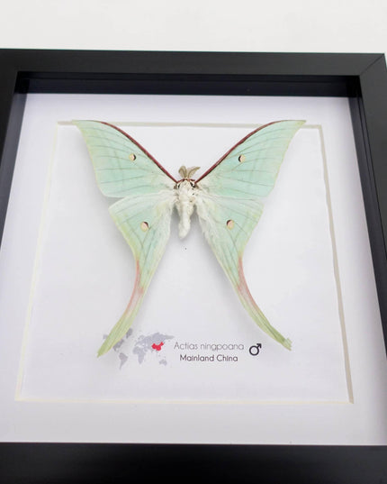Framed chinese moon moth taxidermy: green opalescent long-tailed butterfly (8" x 8")