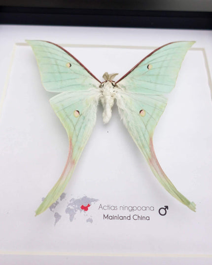 Framed chinese moon moth taxidermy: green opalescent long-tailed butterfly (8" x 8")