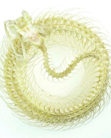 White-lipped pit viper skeleton - sulawesi, indonesia