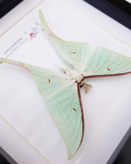 Framed chinese moon moth taxidermy: green opalescent long-tailed butterfly (8" x 8")