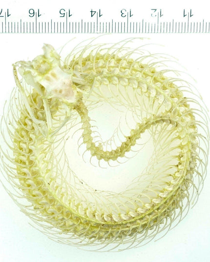 White-lipped pit viper skeleton - sulawesi, indonesia