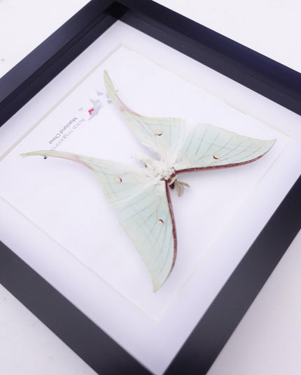Framed chinese moon moth taxidermy: green opalescent long-tailed butterfly (8" x 8")