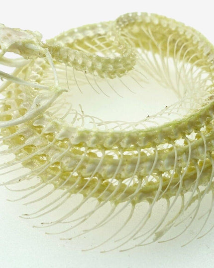 White-lipped pit viper skeleton - sulawesi, indonesia