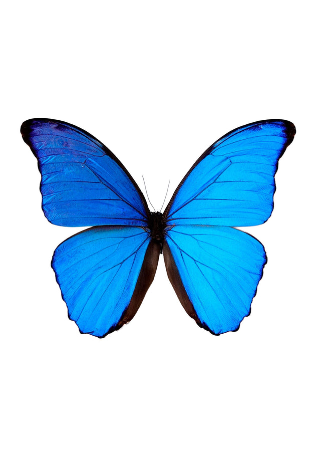 Papered morpho didius specimen: giant iridescent blue butterfly