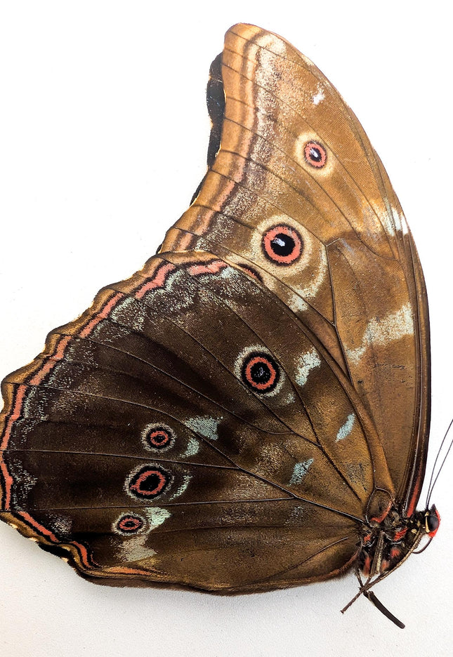 Papered morpho didius specimen: giant iridescent blue butterfly