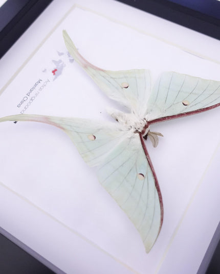 Framed chinese moon moth taxidermy: green opalescent long-tailed butterfly (8" x 8")