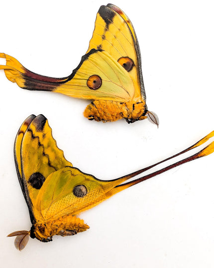 Argema mitrei pair | comet moth | male & female | madagascar | papered item, entomology taxidermy