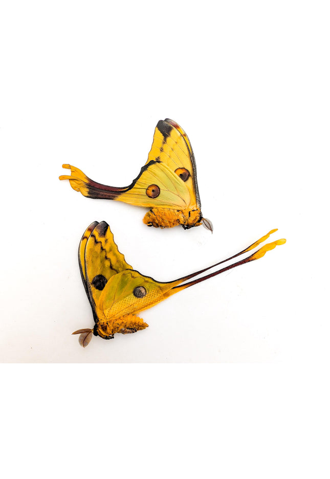 Argema mitrei pair | comet moth | male & female | madagascar | papered item, entomology taxidermy
