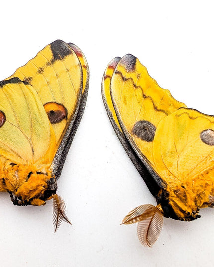 Argema mitrei pair | comet moth | male & female | madagascar | papered item, entomology taxidermy