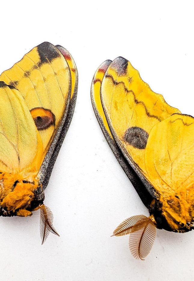 Argema mitrei pair | comet moth | male & female | madagascar | papered item, entomology taxidermy