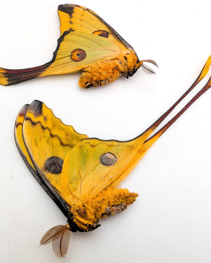 Argema mitrei pair | comet moth | male & female | madagascar | papered item, entomology taxidermy