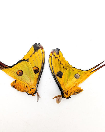 Argema mitrei pair | comet moth | male & female | madagascar | papered item, entomology taxidermy
