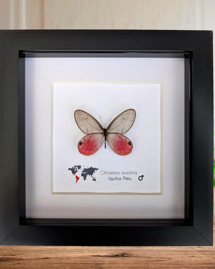 Cithaerias aurorina, the blushing phantom, framed butterfly, pink butterfly, taxidermy, wall decor, entomology present, butterfly display