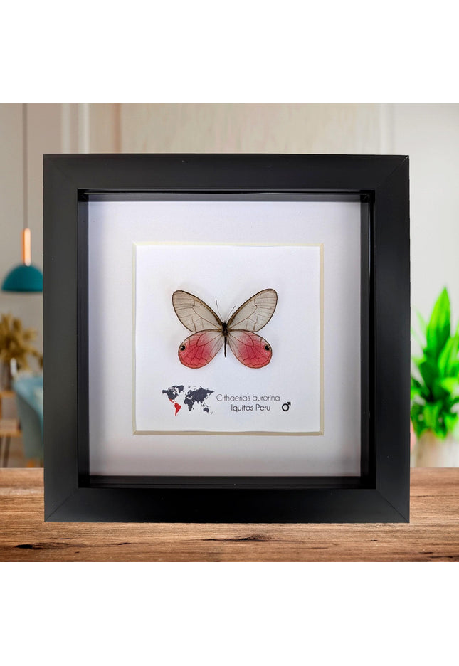 Cithaerias aurorina, the blushing phantom, framed butterfly, pink butterfly, taxidermy, wall decor, entomology present, butterfly display