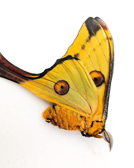 Argema mitrei pair | comet moth | male & female | madagascar | papered item, entomology taxidermy