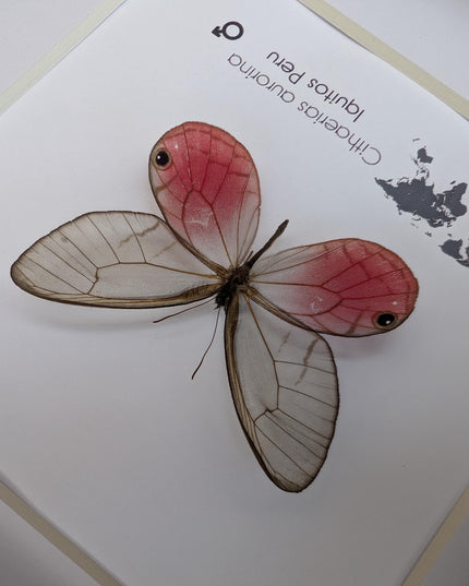 Cithaerias aurorina, the blushing phantom, framed butterfly, pink butterfly, taxidermy, wall decor, entomology present, butterfly display