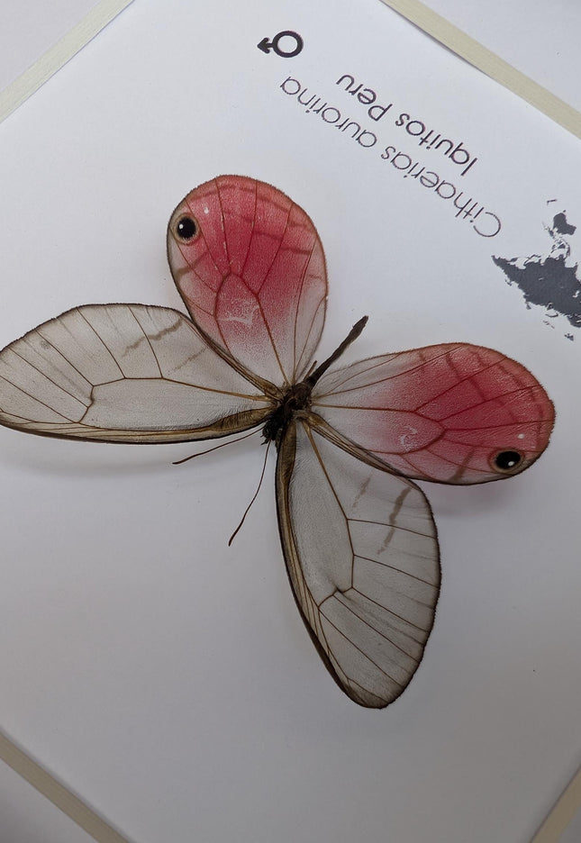 Cithaerias aurorina, the blushing phantom, framed butterfly, pink butterfly, taxidermy, wall decor, entomology present, butterfly display
