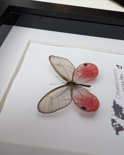 Cithaerias aurorina, the blushing phantom, framed butterfly, pink butterfly, taxidermy, wall decor, entomology present, butterfly display