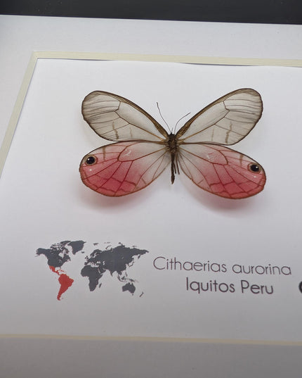 Cithaerias aurorina, the blushing phantom, framed butterfly, pink butterfly, taxidermy, wall decor, entomology present, butterfly display