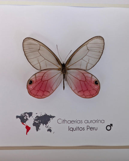 Cithaerias aurorina, the blushing phantom, framed butterfly, pink butterfly, taxidermy, wall decor, entomology present, butterfly display
