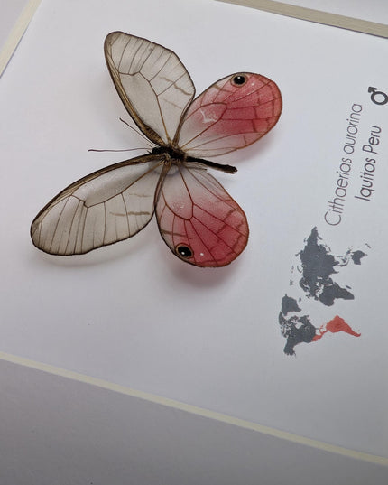 Cithaerias aurorina, the blushing phantom, framed butterfly, pink butterfly, taxidermy, wall decor, entomology present, butterfly display
