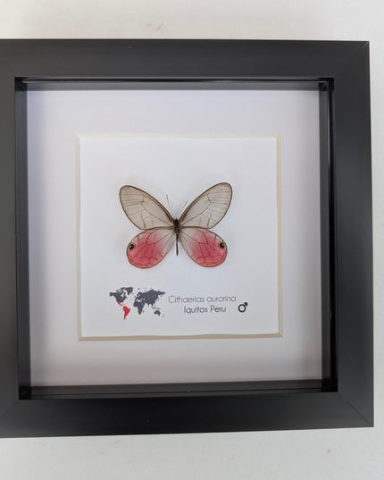 Cithaerias aurorina, the blushing phantom, framed butterfly, pink butterfly, taxidermy, wall decor, entomology present, butterfly display