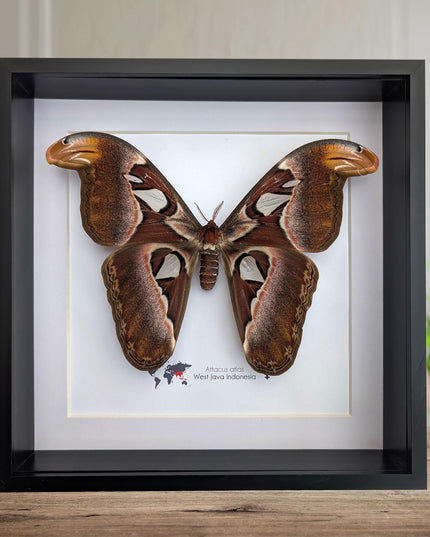 Framed female atlas moth taxidermy, entomology wall art (10x10)