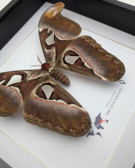 Framed female atlas moth taxidermy, entomology wall art (10x10)