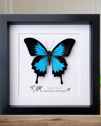 Framed ulysses swallowtail butterfly: iridescent blue nature art