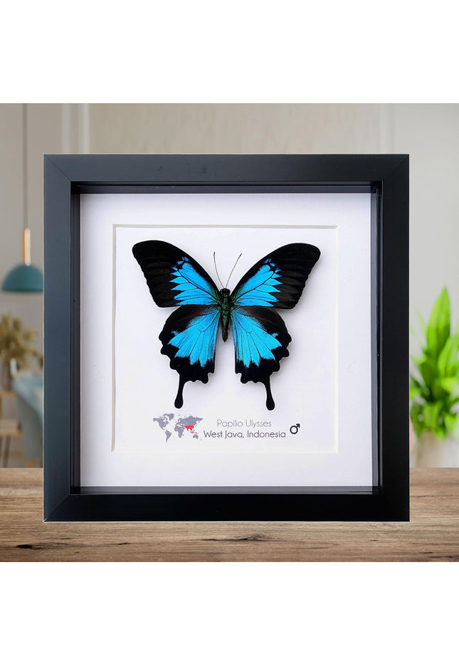 Framed ulysses swallowtail butterfly: iridescent blue nature art
